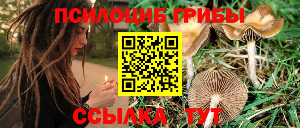 Псилоцибиновые грибы Psilocybine cubensis  Псилоцибиновые грибы прущие грибы  Воркута  Вход с VPN 